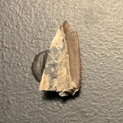 Edmontosaurus Dinosaur Tooth, Hell Creek Formation SD, Hadrosaur, Duck-billed