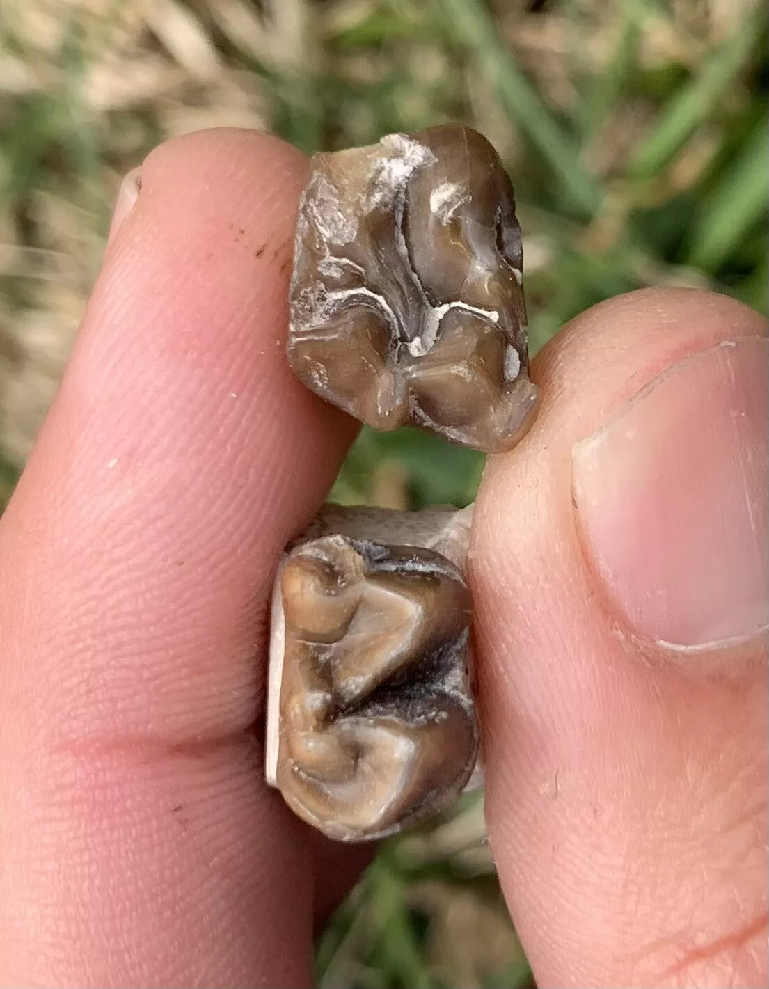 Fossil Horse Teeth, Mesohippus, Upper & Lower