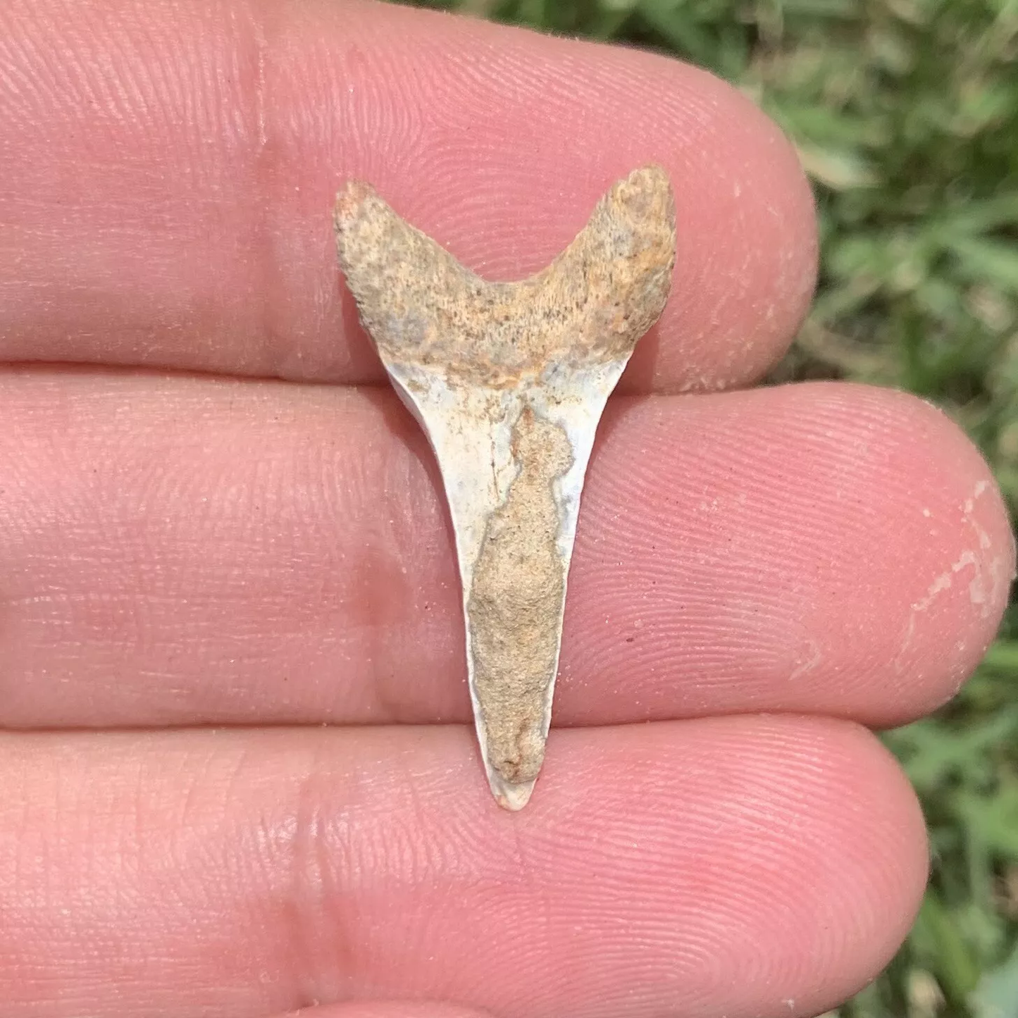 1.1” Carcharodon hastalis - Bakersfield