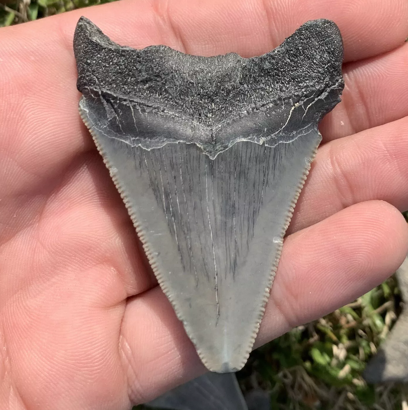 2.6” Otodus Megalodon - Maryland