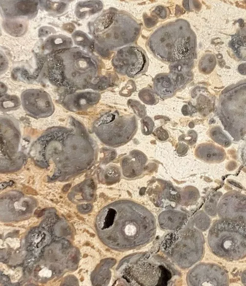 Polished Orbicular jasper Indonesia, Slab, Slice
