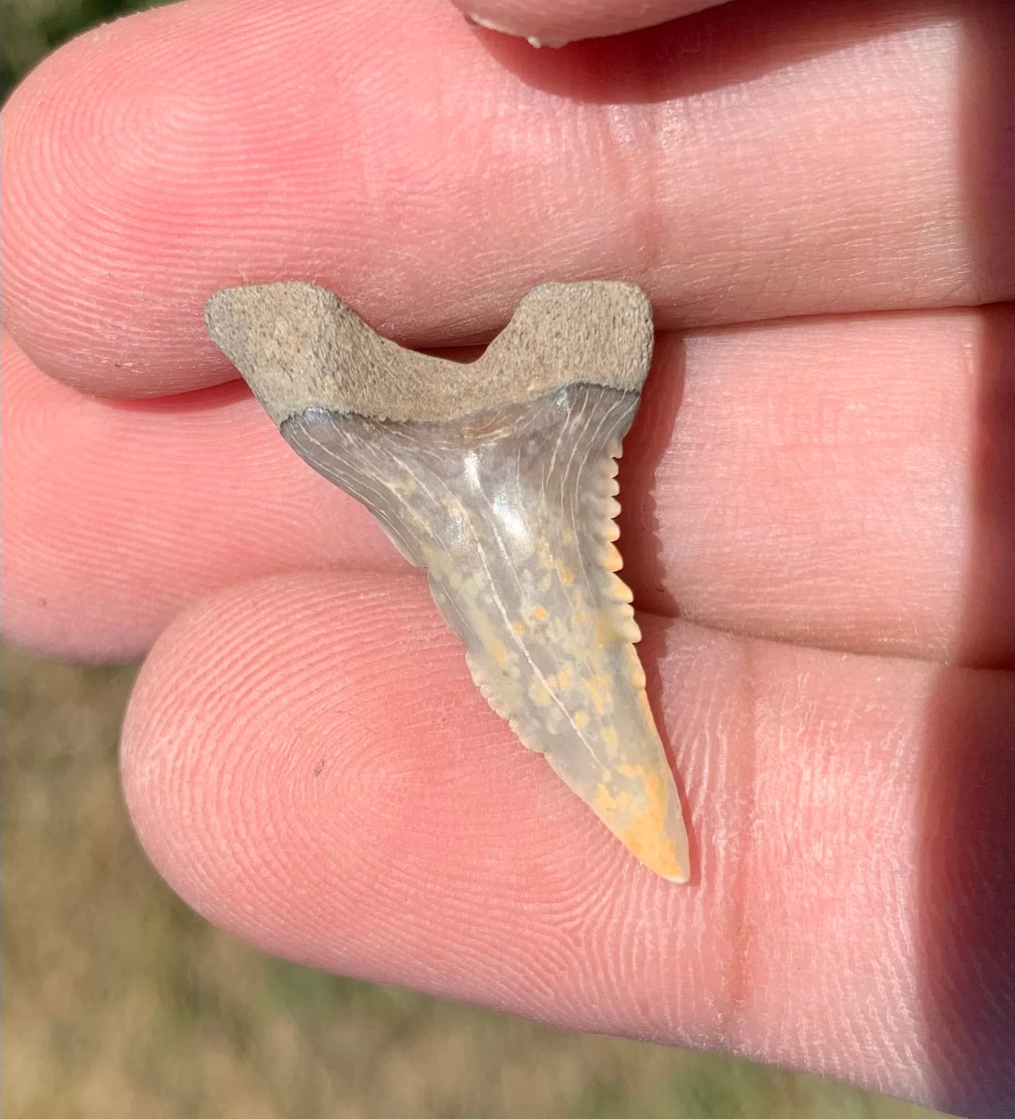1.15” Hemipristis serra Shark tooth - Virginia