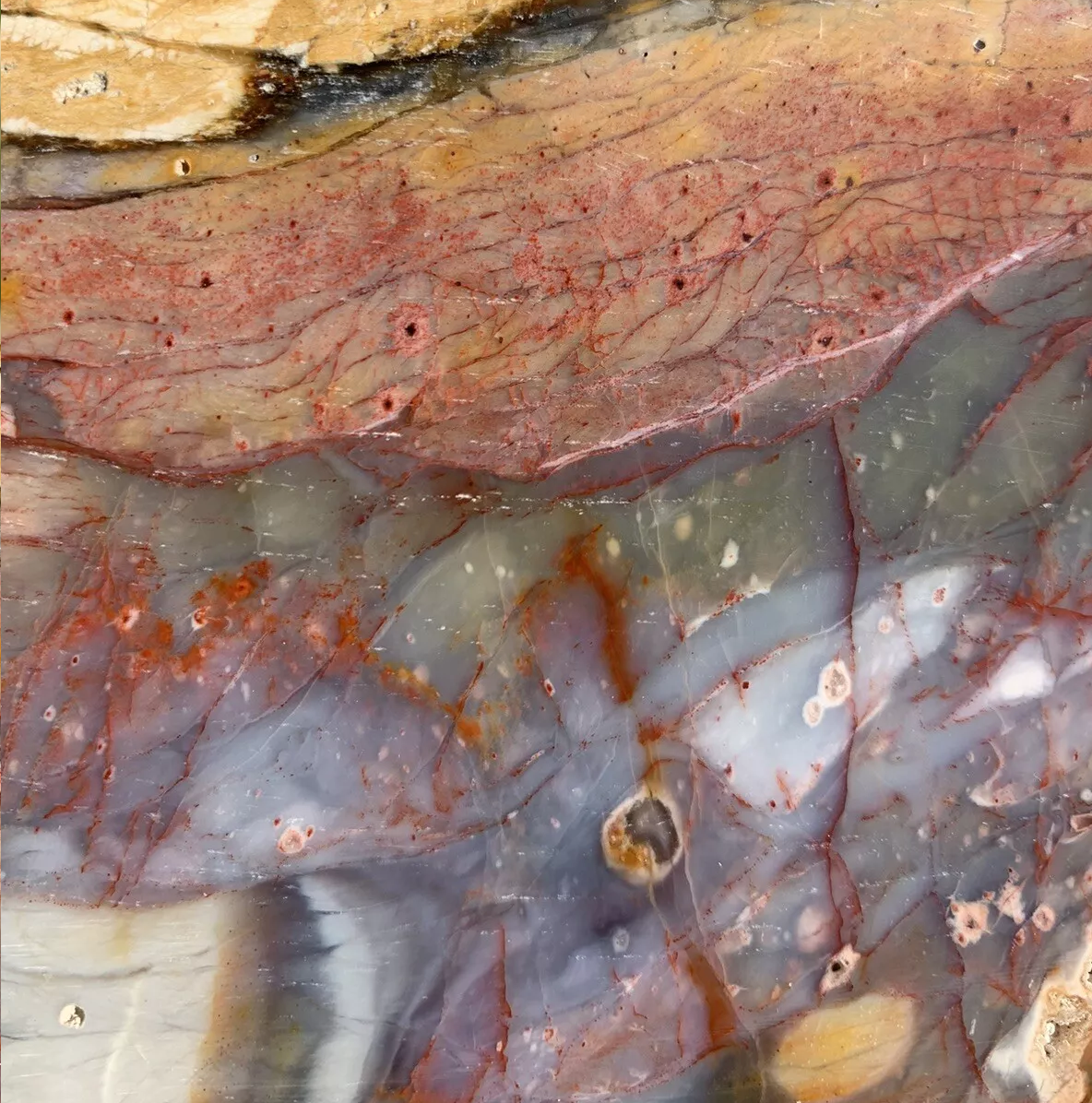 Extremely Colorful Polished Petrified Wood with a large Druzy Pocket From Indonesia