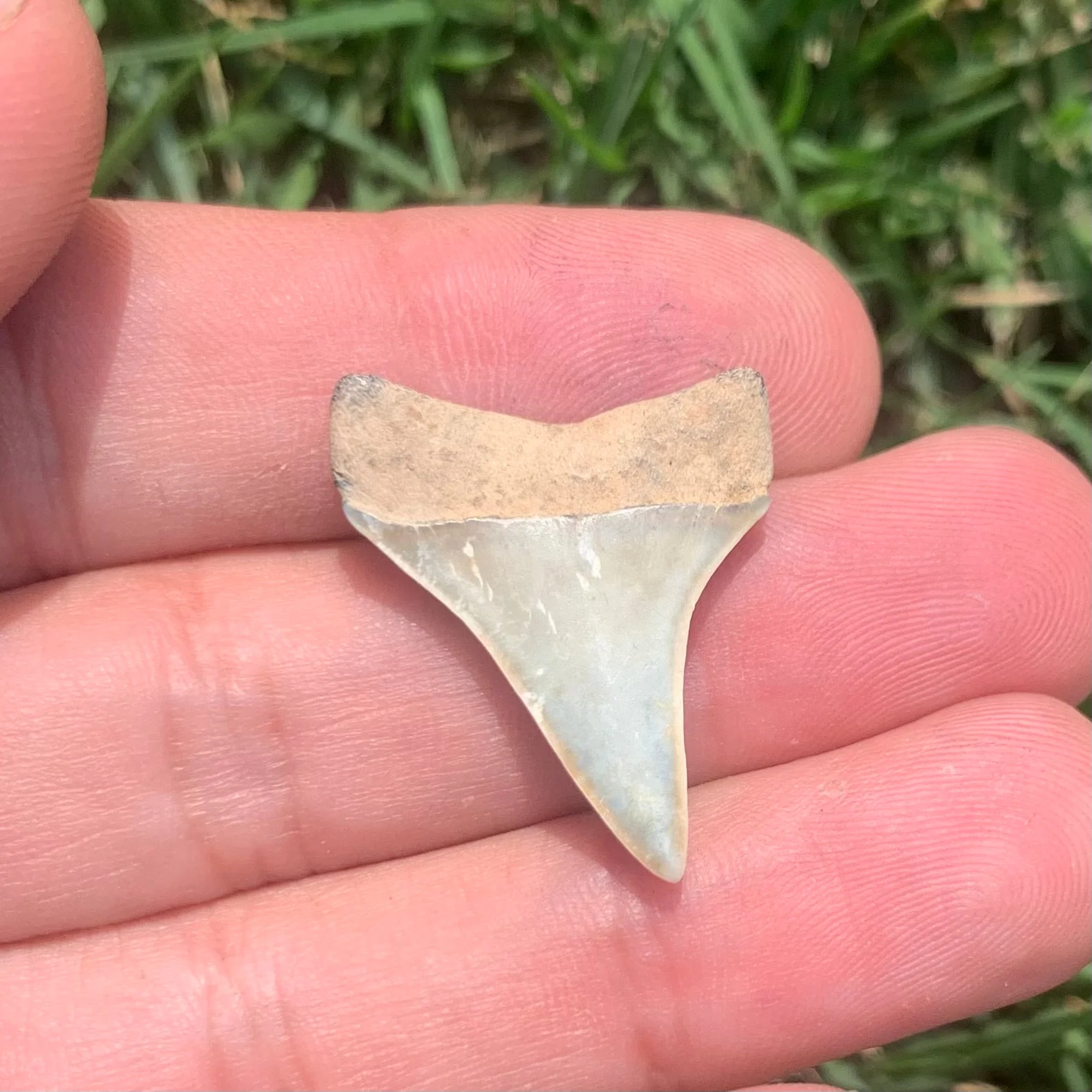1.18” Carcharodon hastalis - Virginia
