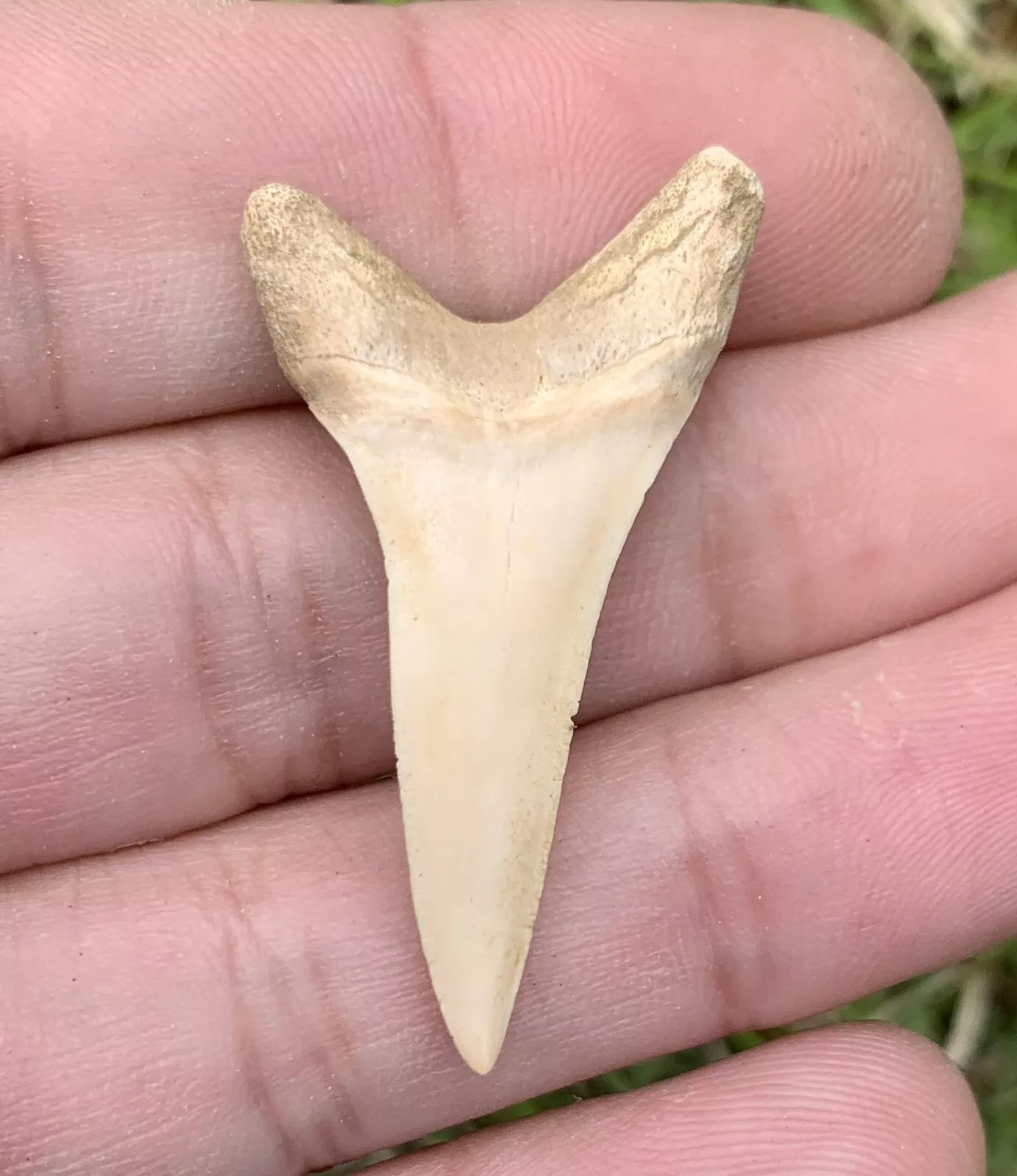 1.6” Carcharodon hastalis - Bakersfield