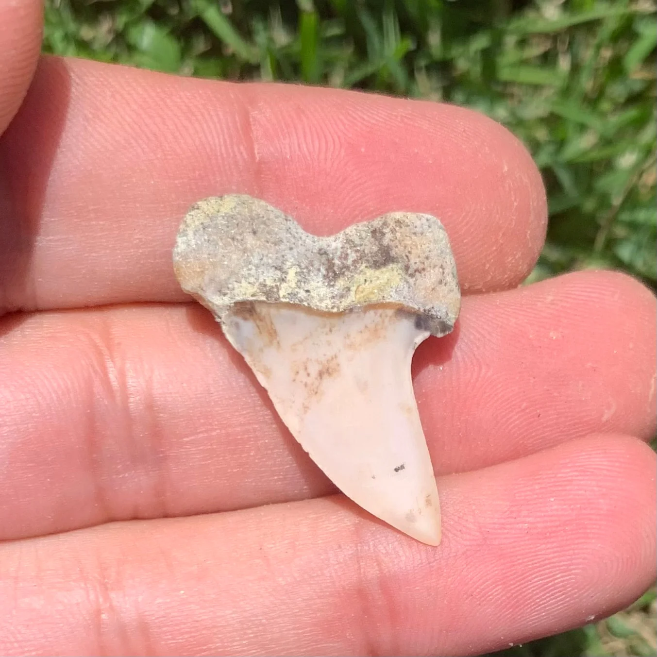 1.27" Carcharodon planus - Bakersfield