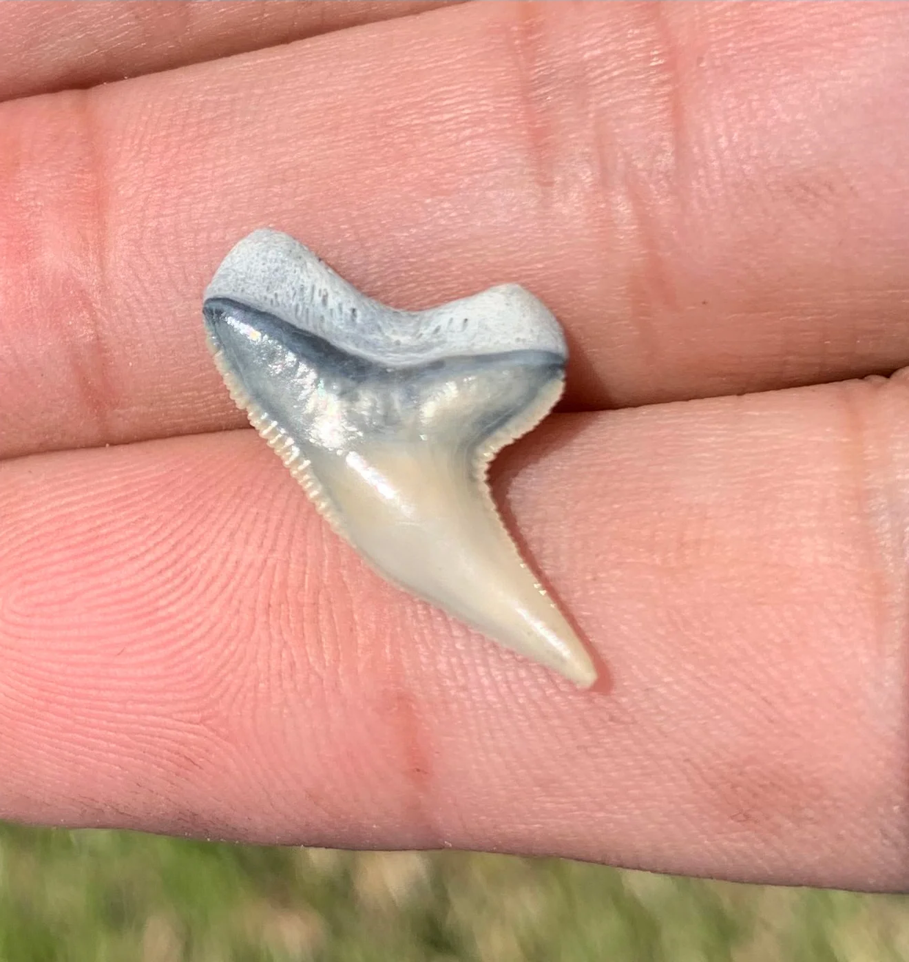 Physogaleus contortus - Lee Creek Mine