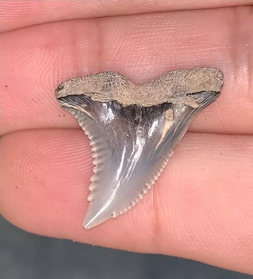 Hemipristis serra  - Virginia???? size