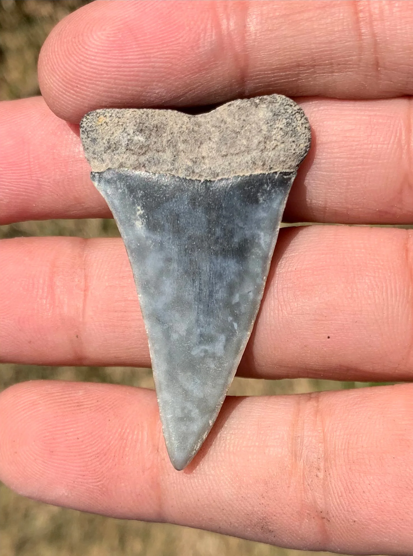 1.82” Carcharodon hastalis - Virginia