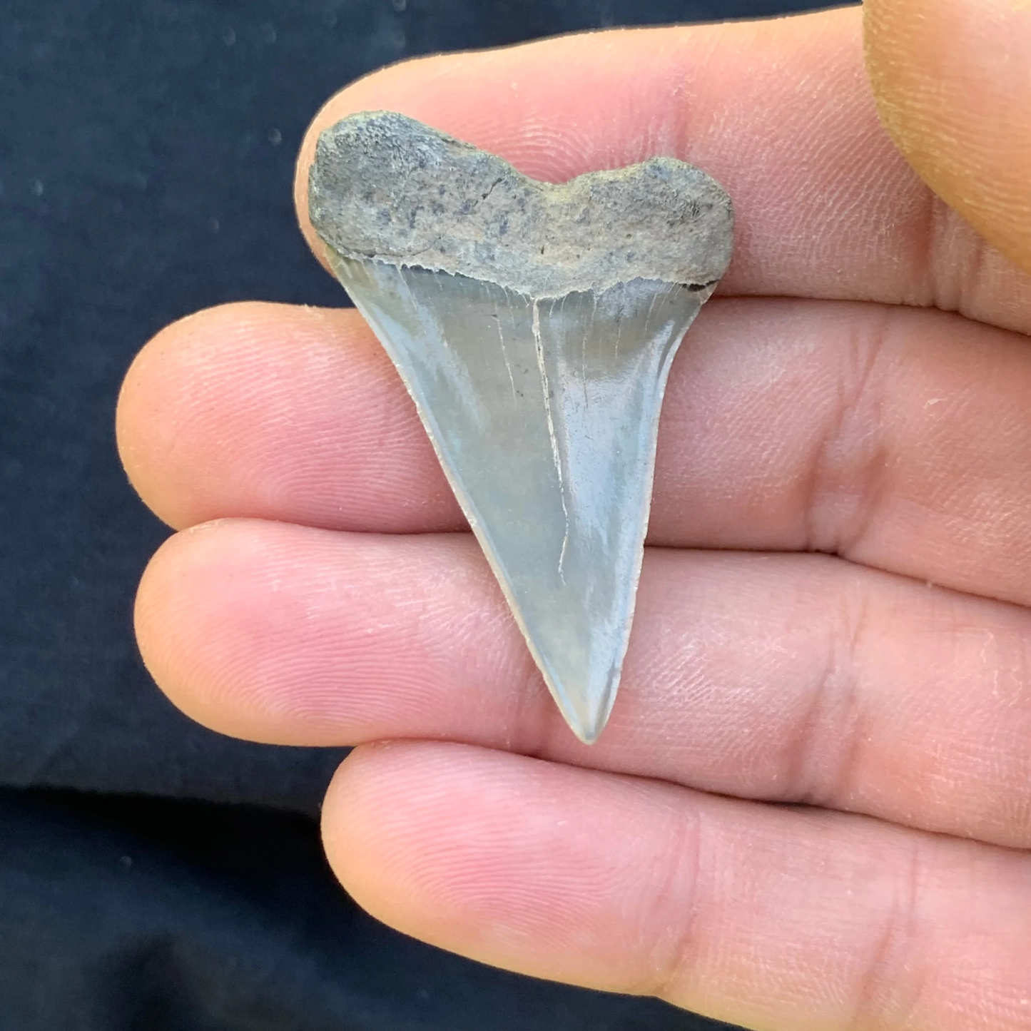 1.68” Carcharodon hastalis - Virginia