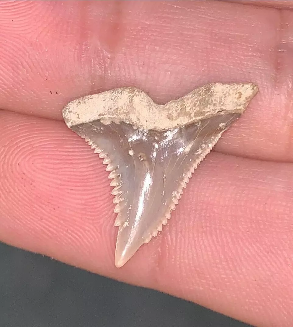 .95" Hemipristis serra - Virginia