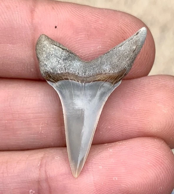 Fossil Carcharodon hastalis - Lee Creek Mine