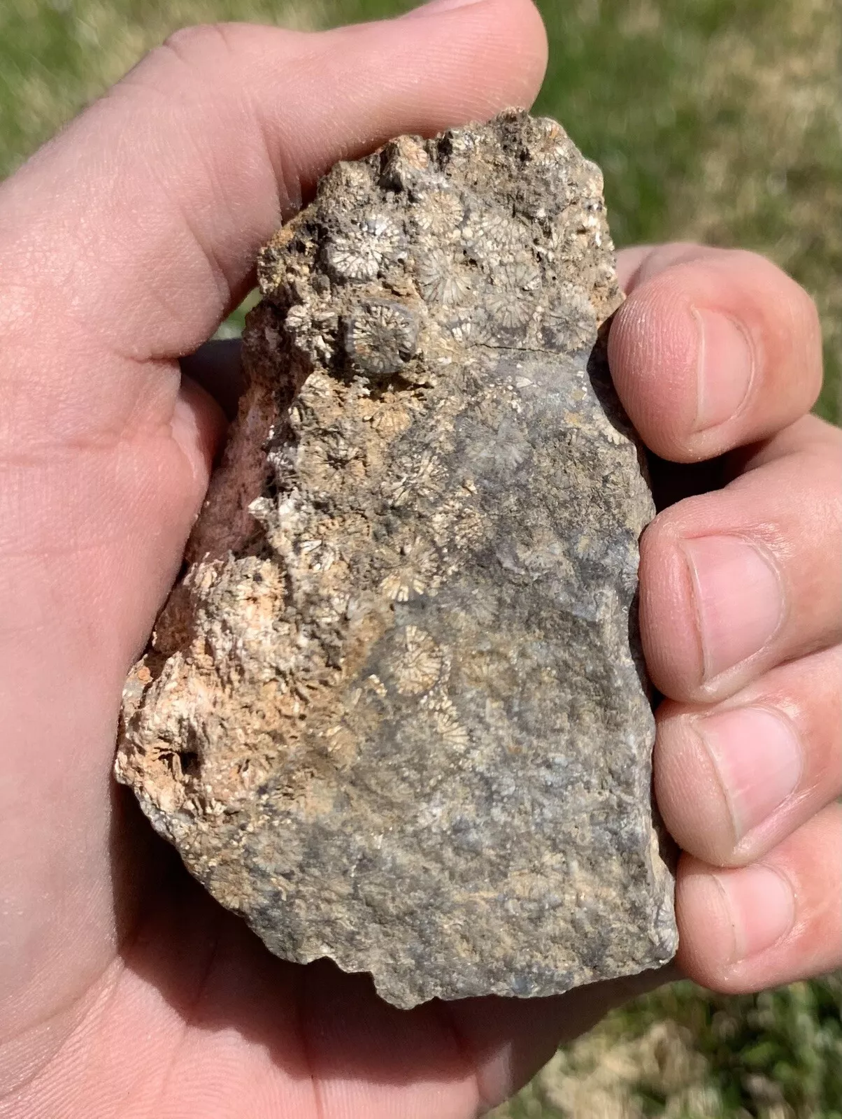 Polished Black Fossil Coral from Indonesia, Slab, Slice