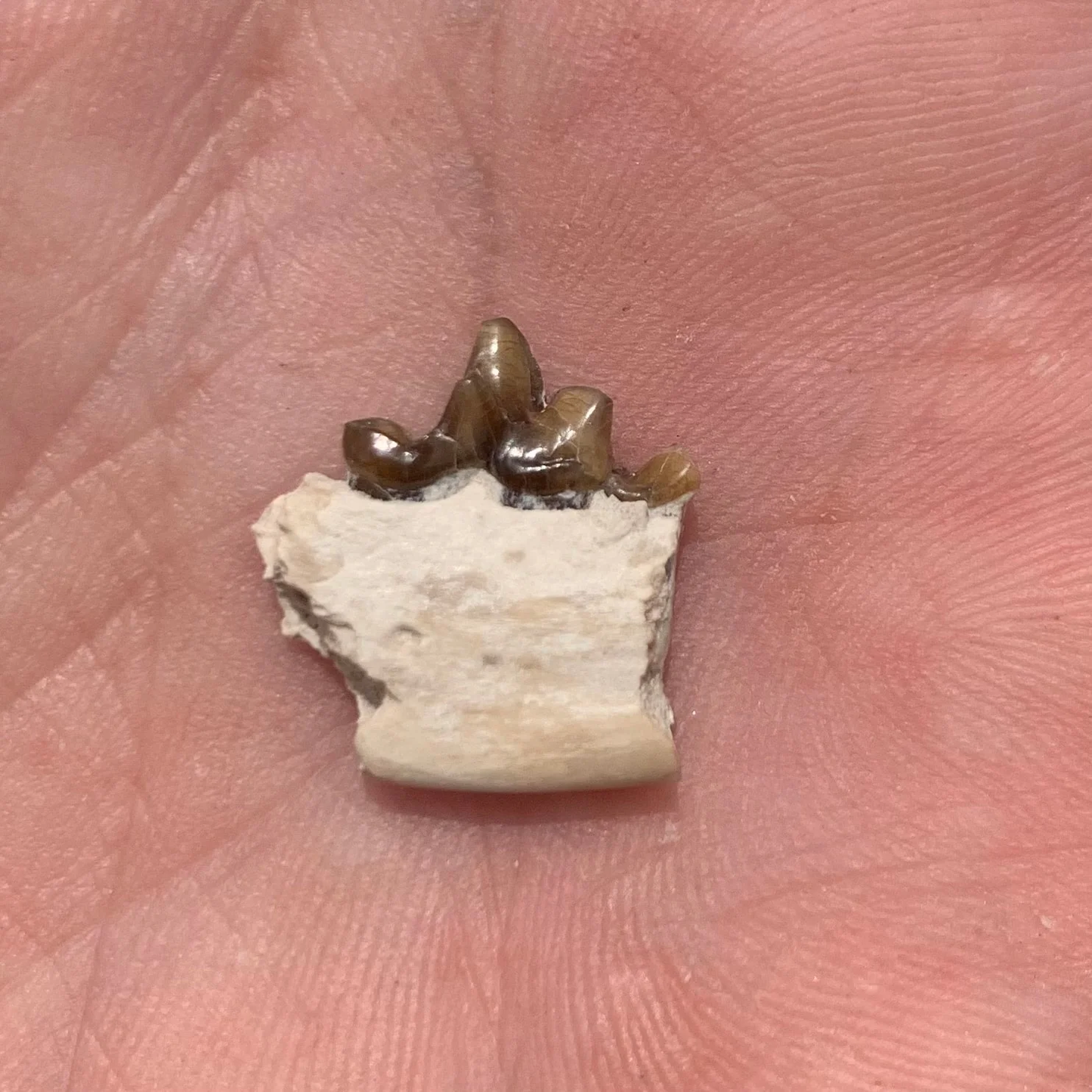 Fossil Dog Jaw, Hesperocyon, Nebraska