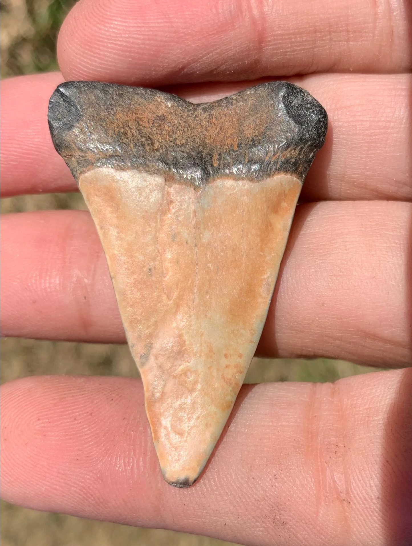 1.9” Carcharodon hastalis - Virginia