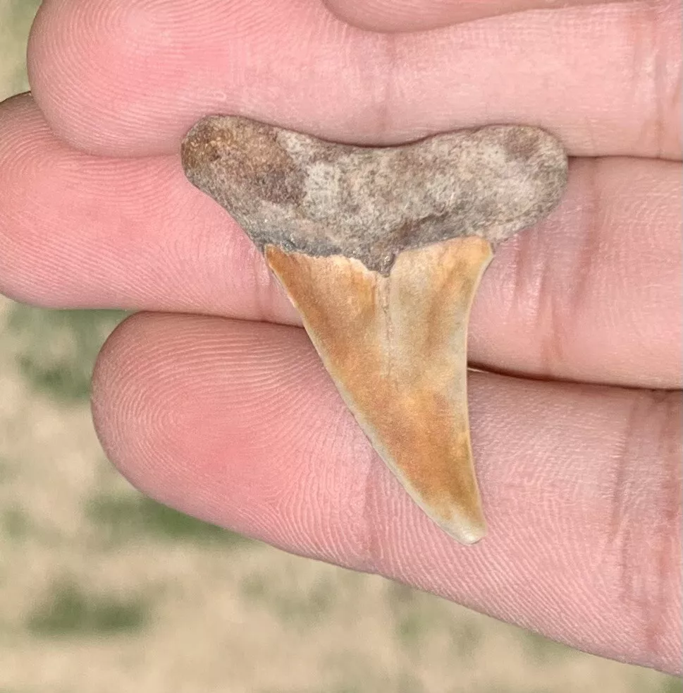 1.46" Carcharodon hastalis - Virginia