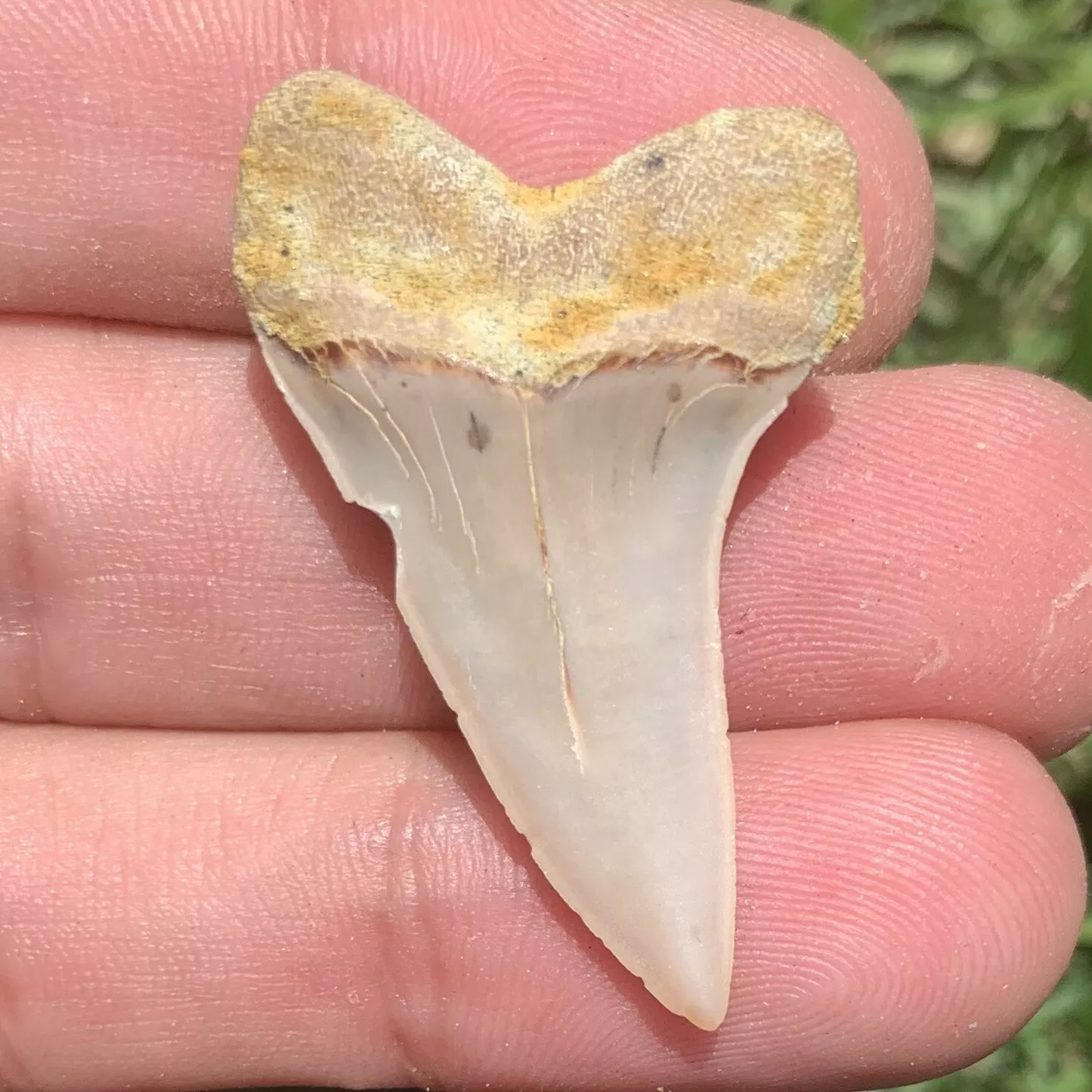 1.5" Carcharodon planus - Bakersfield California