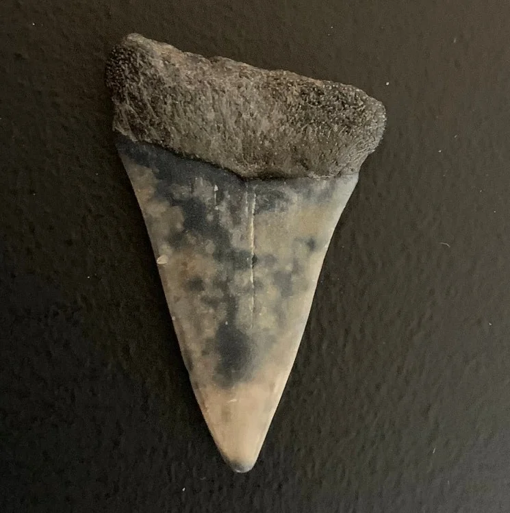 1.83" Carcharodon hastalis Shark Tooth