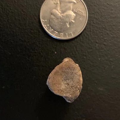 Champosaur vertebrae