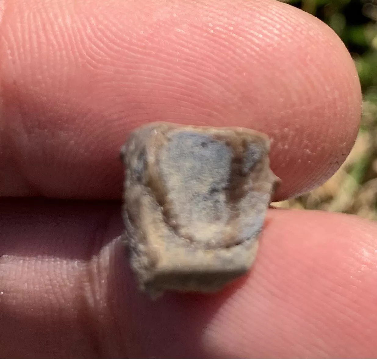 Triceratops Tooth From The Hell Creek Formation Of South Dakota