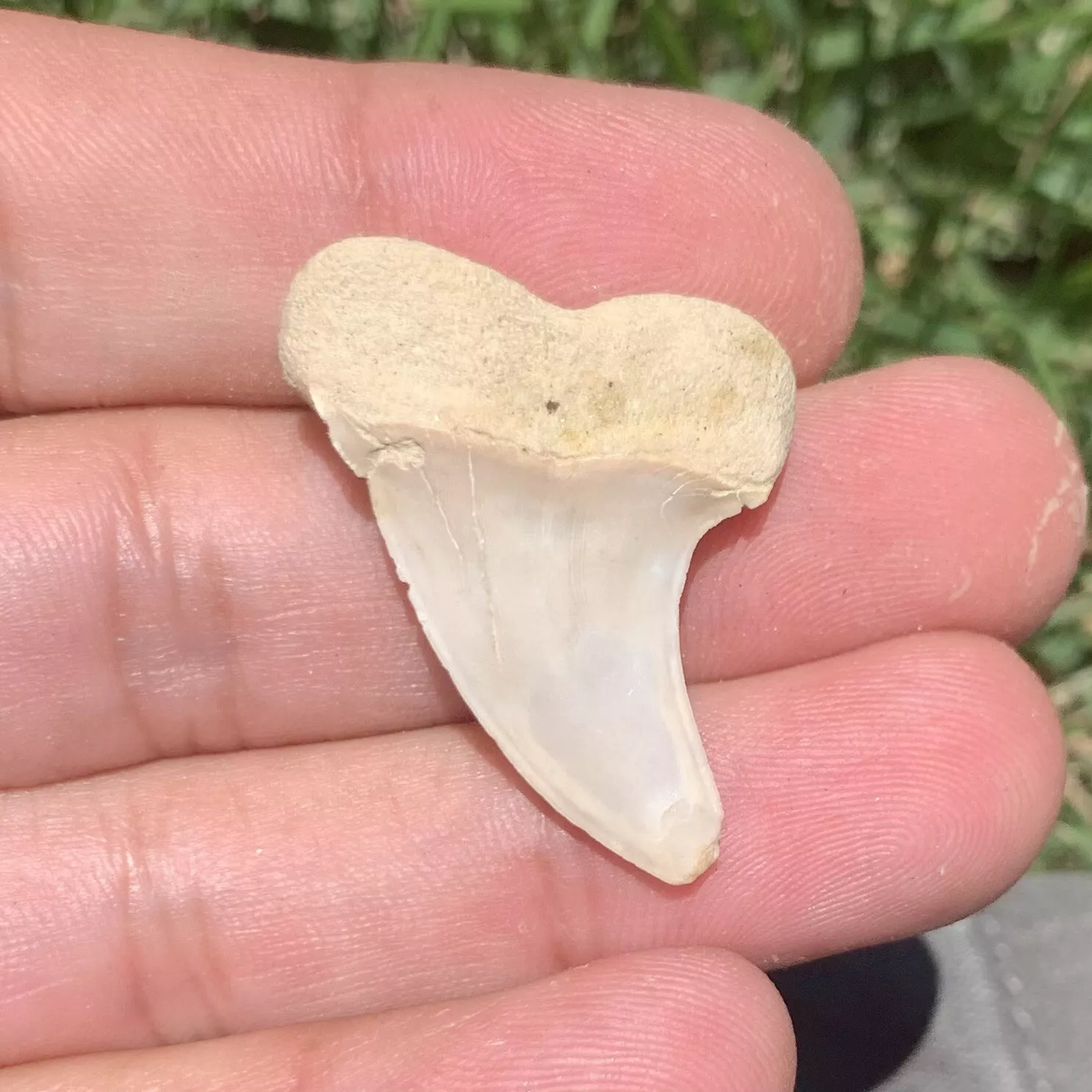 1.38" Carcharodon planus - Bakersfield Califorinia