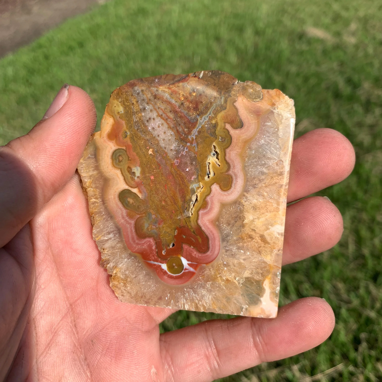 Polished Agatized Banded Palm Root from Indonesia