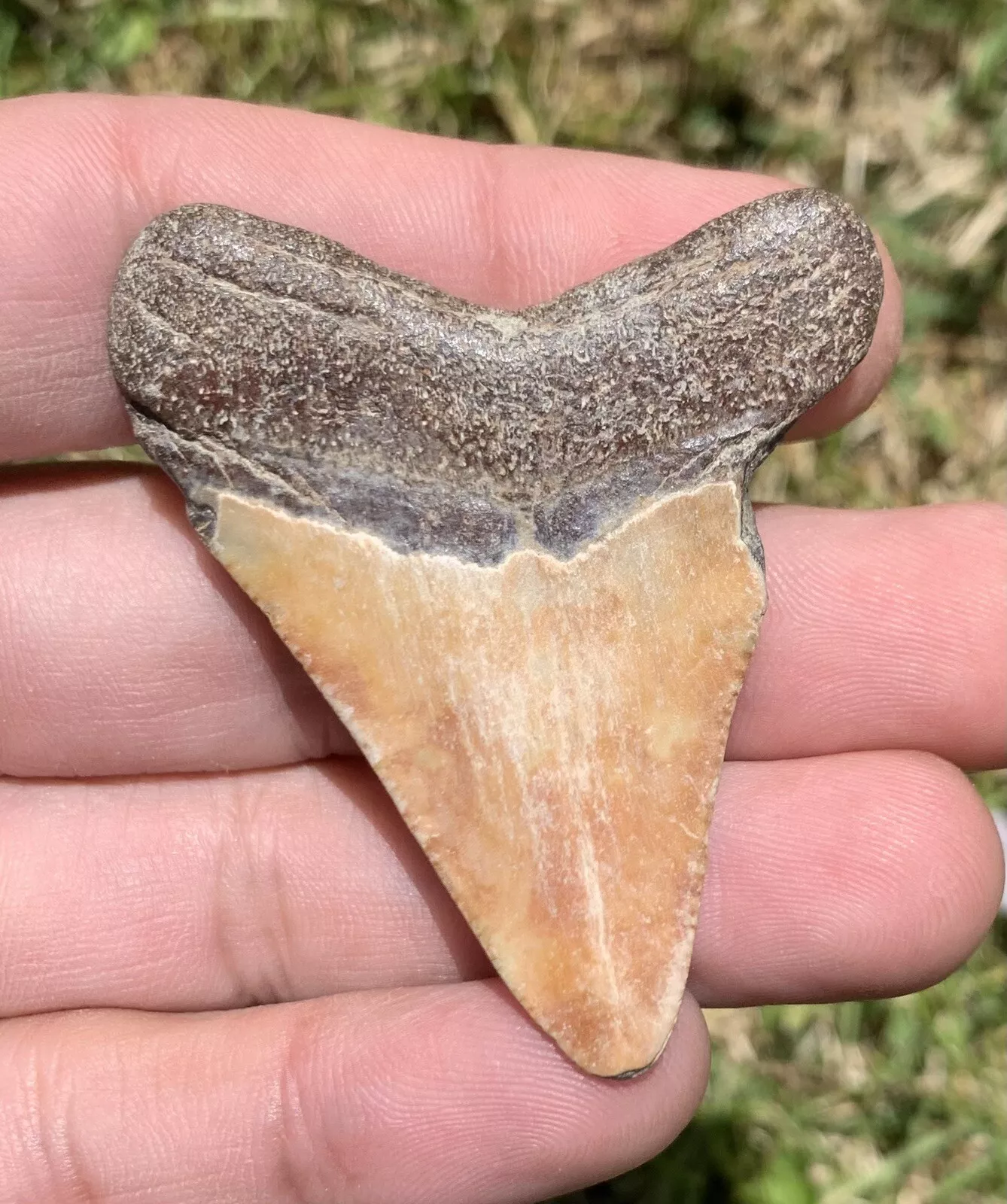 2.18” Otodus Megalodon - Virginia
