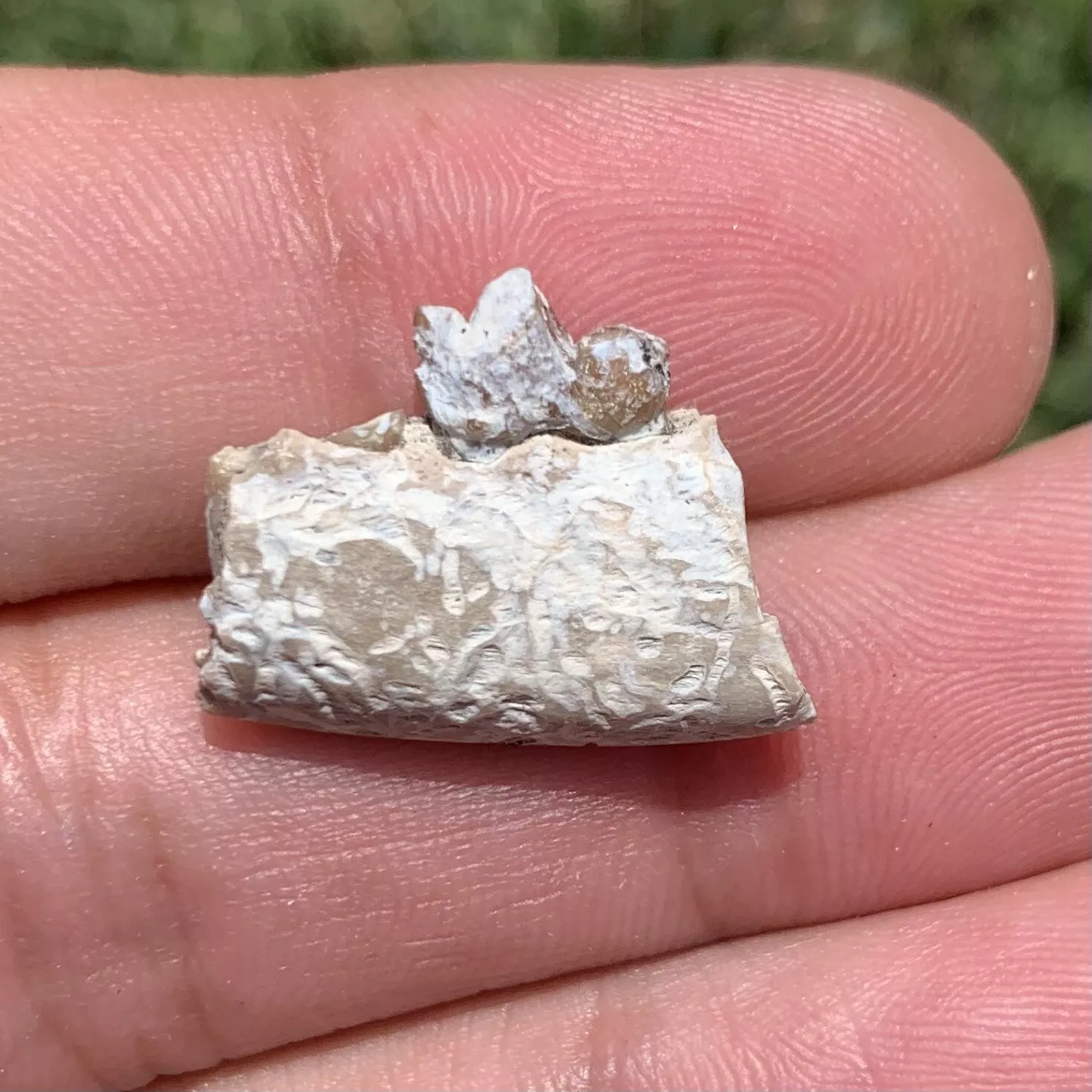 Fossil Dog Jaw With Tooth, Hesperocyon, Nebraska