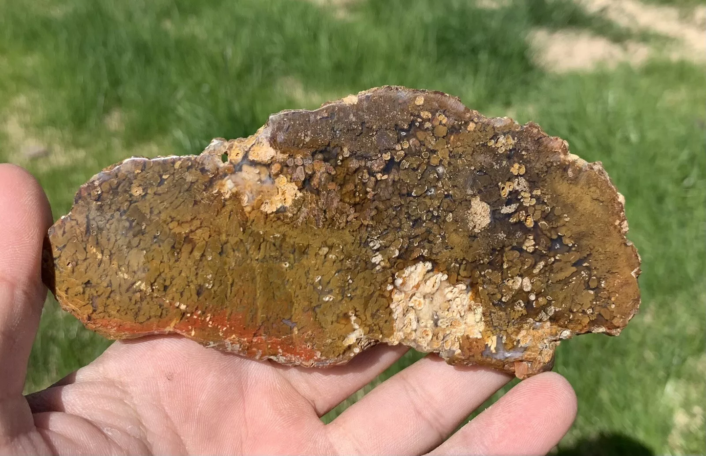 Polished Brown Plume Agate from Indonesia, Slab, Slice