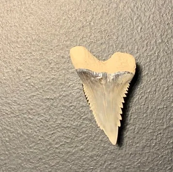 1.16" Upper Anterior Hemipristis serra Shark Tooth
