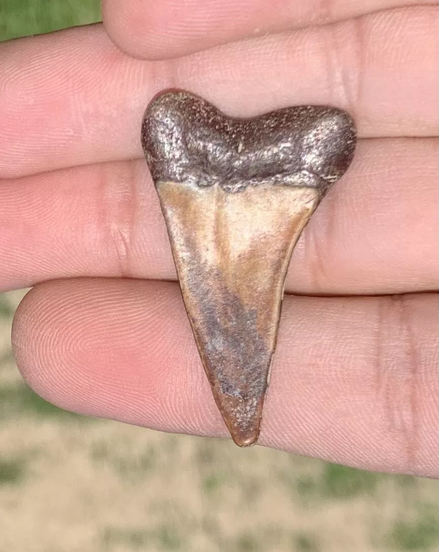 1.59" Carcharodon hastalis - Virginia