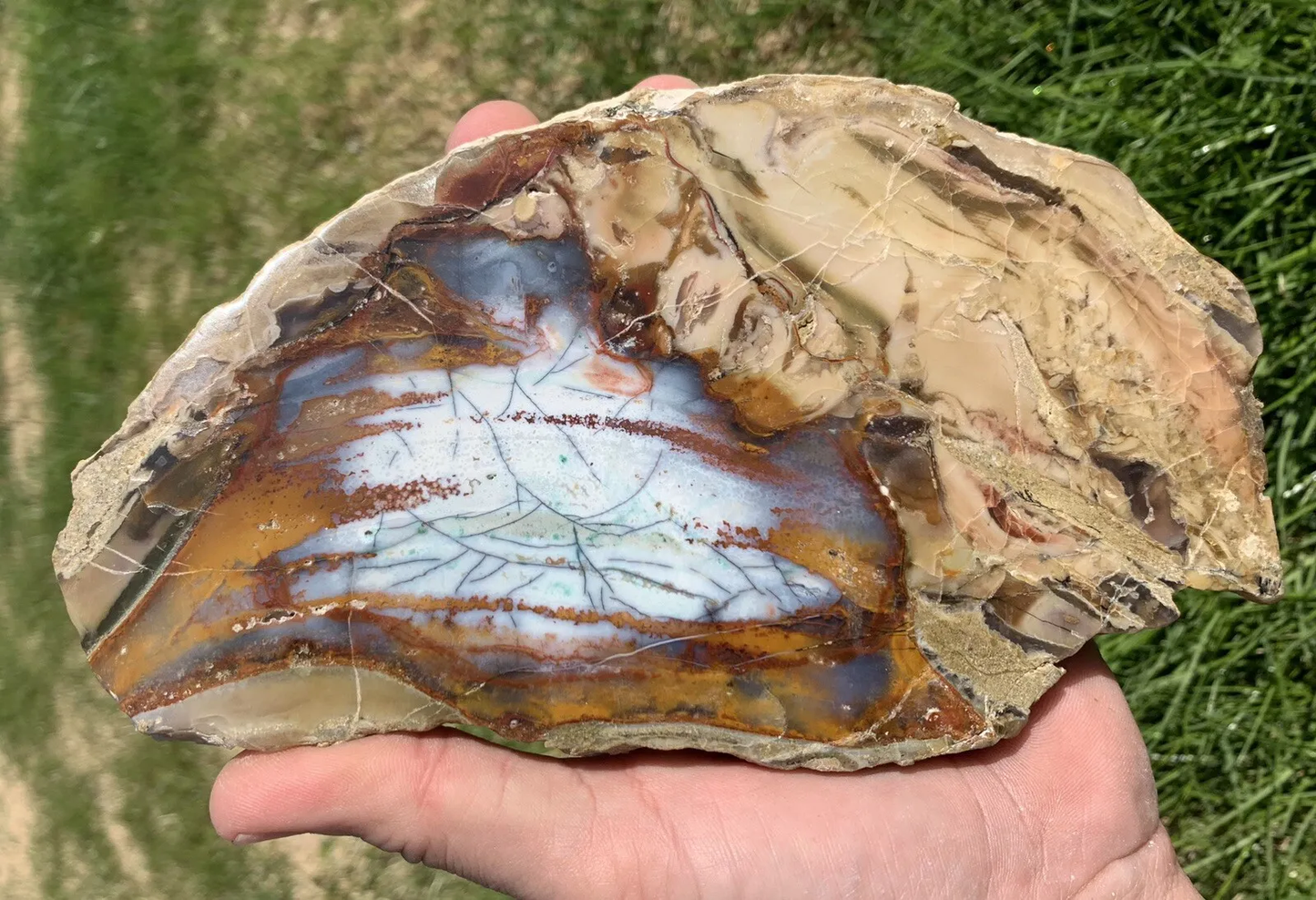 Polished Petrified Blue Copper Wood, Indonesia, Slab slice