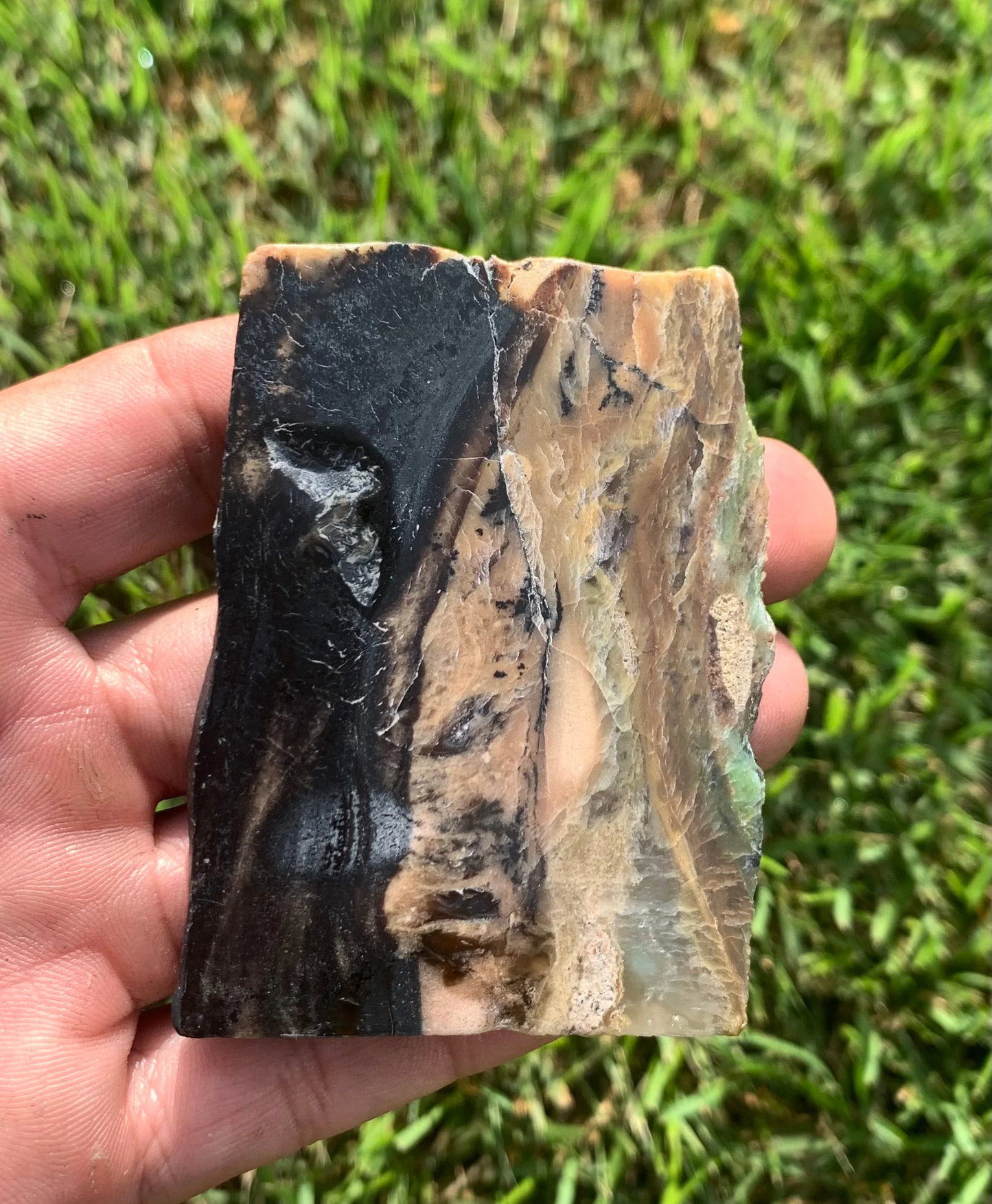 Polished Agatized Fossil Wood from Indonesia