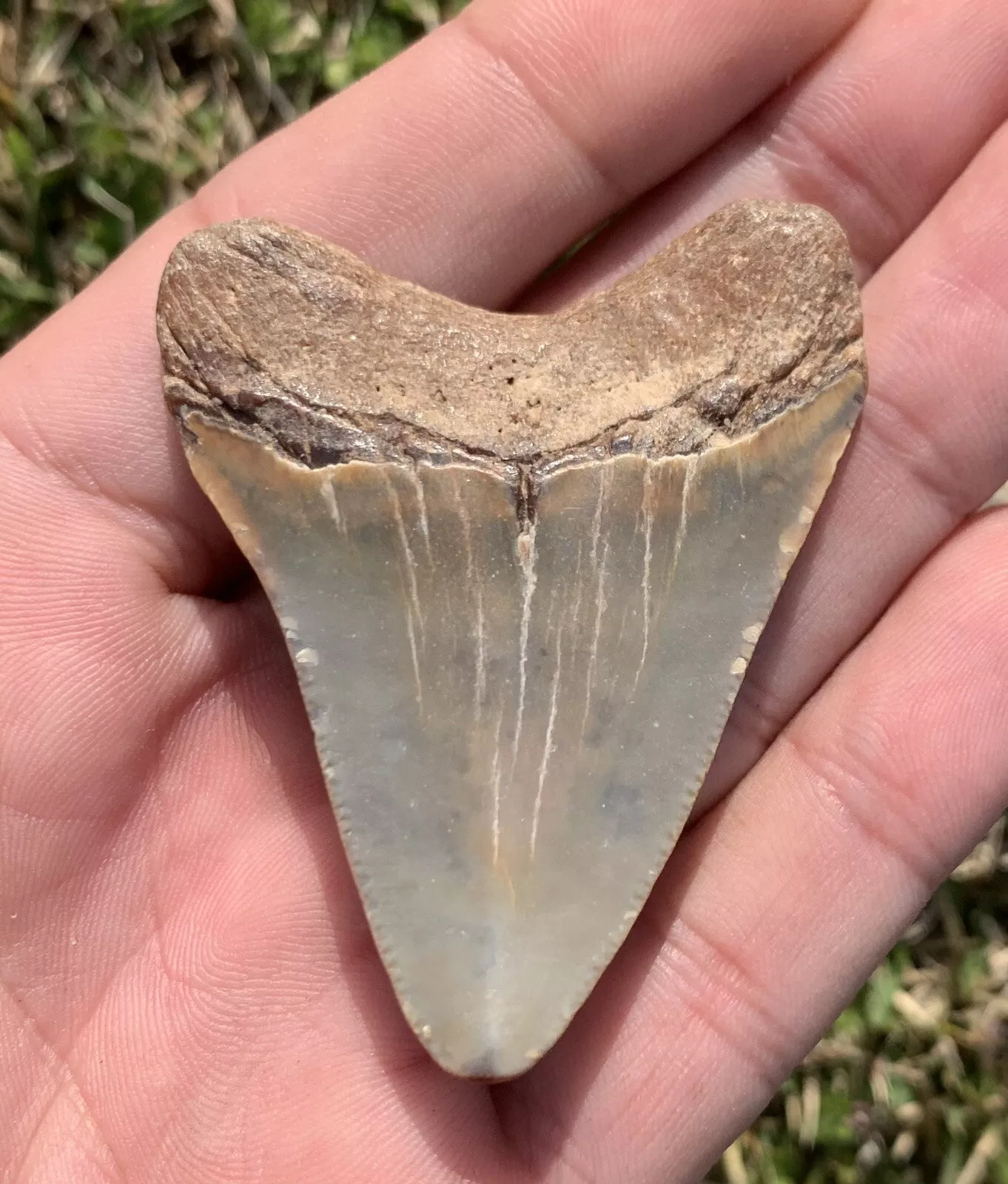 2.64” Otodus Megalodon - Virginia