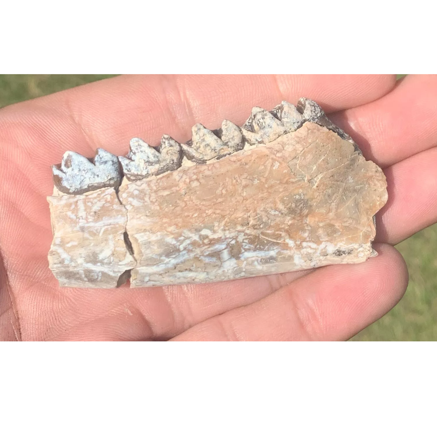 Fossil Horse jaw, Mesohippus baird, Oligocene Nebraska