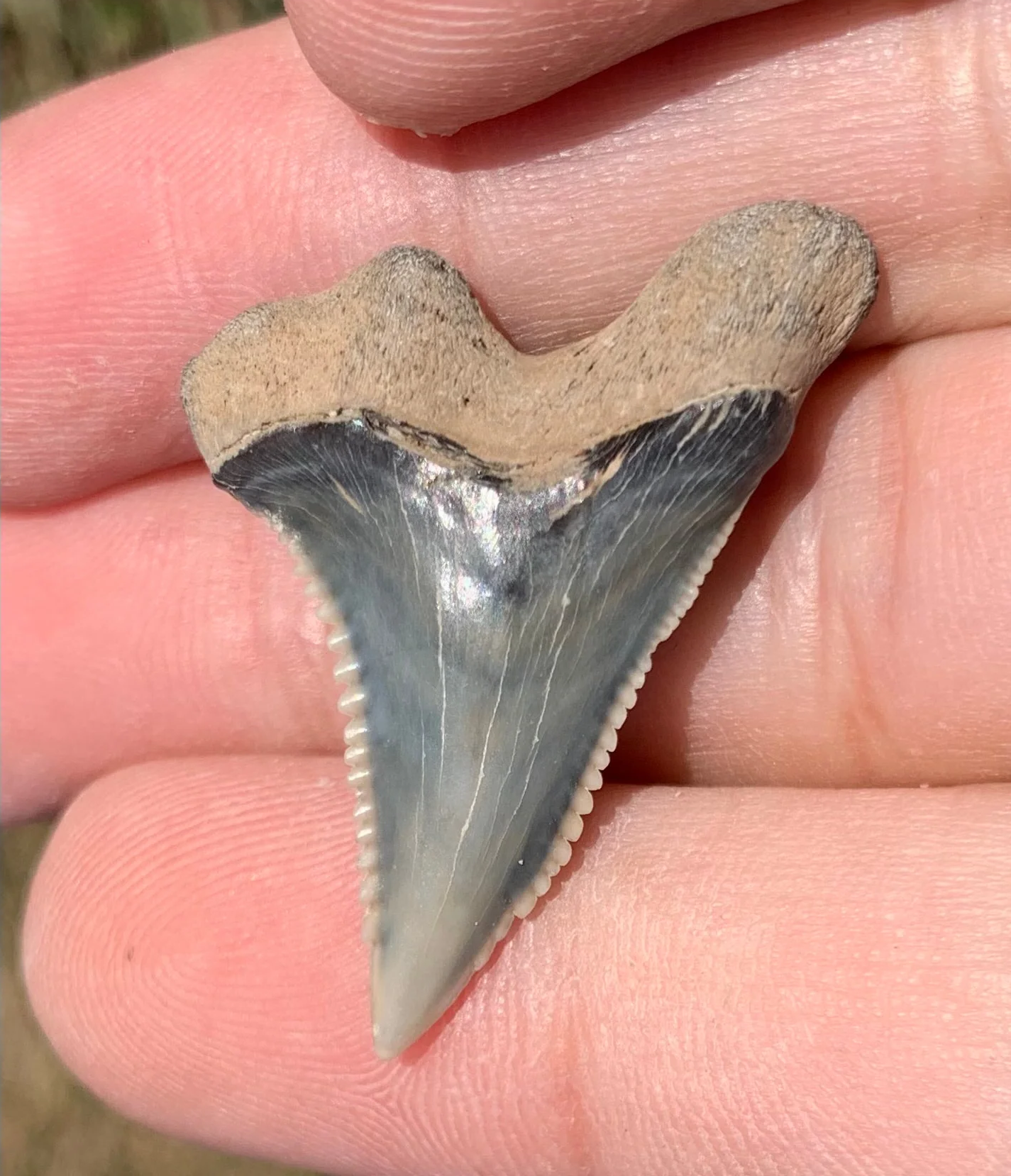 1.35” Hemipristis serra Shark tooth - Virginia