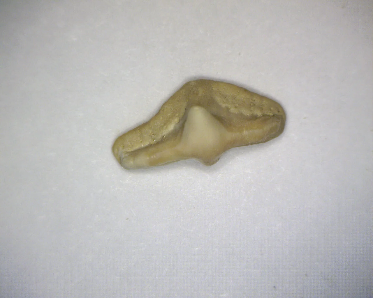 Squatina lericheii - Bakersfield