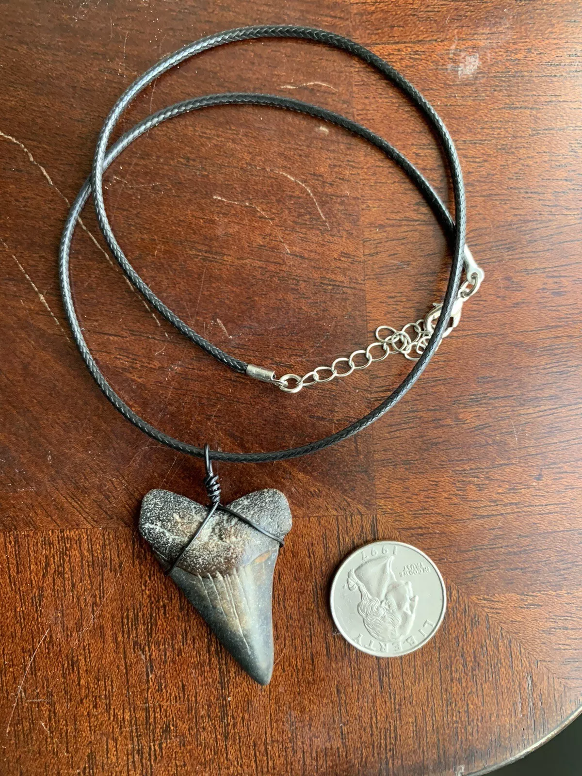 Carcharodon hastalis white shark tooth necklace