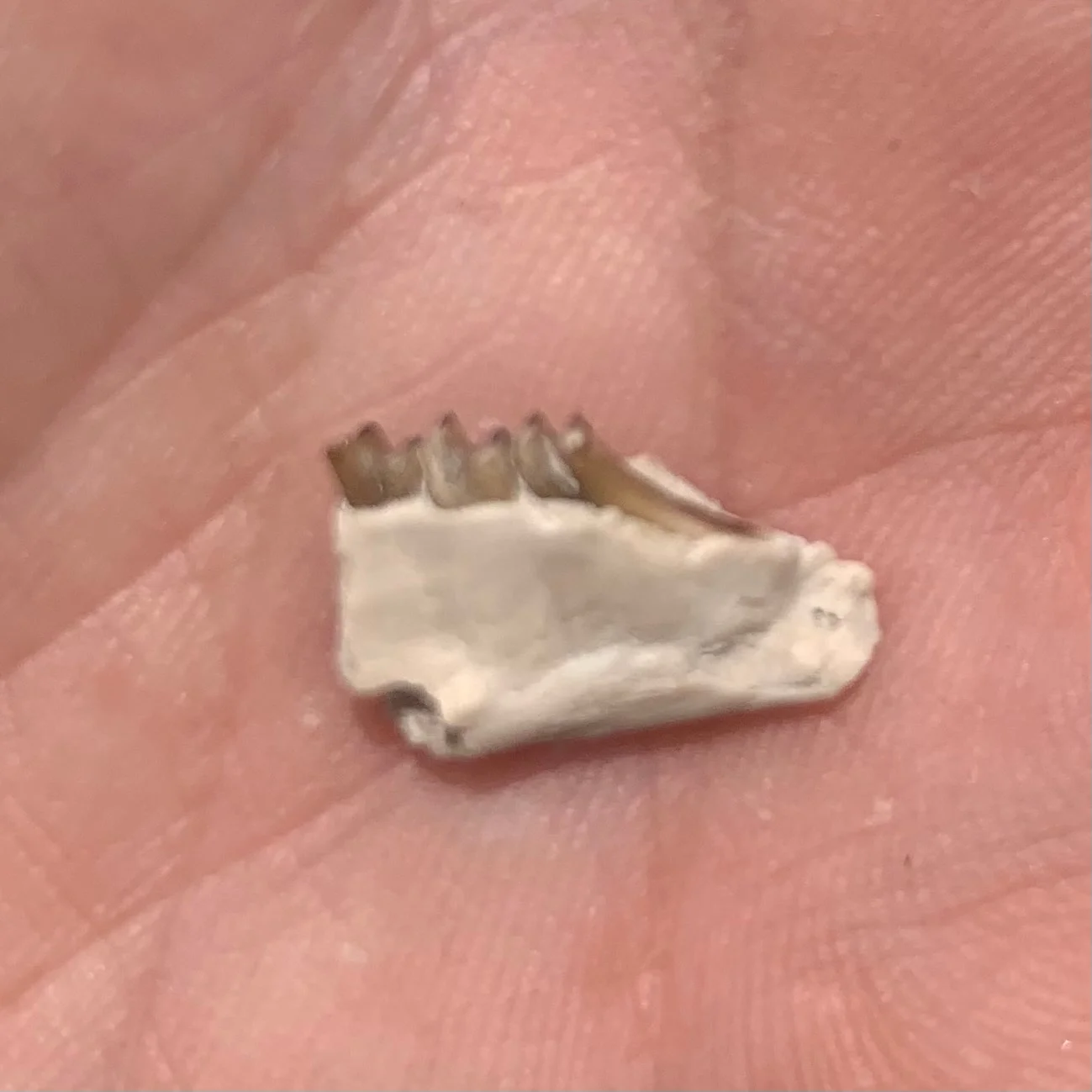 Fossil Rabbit Lower Jaw, Palaeolagus