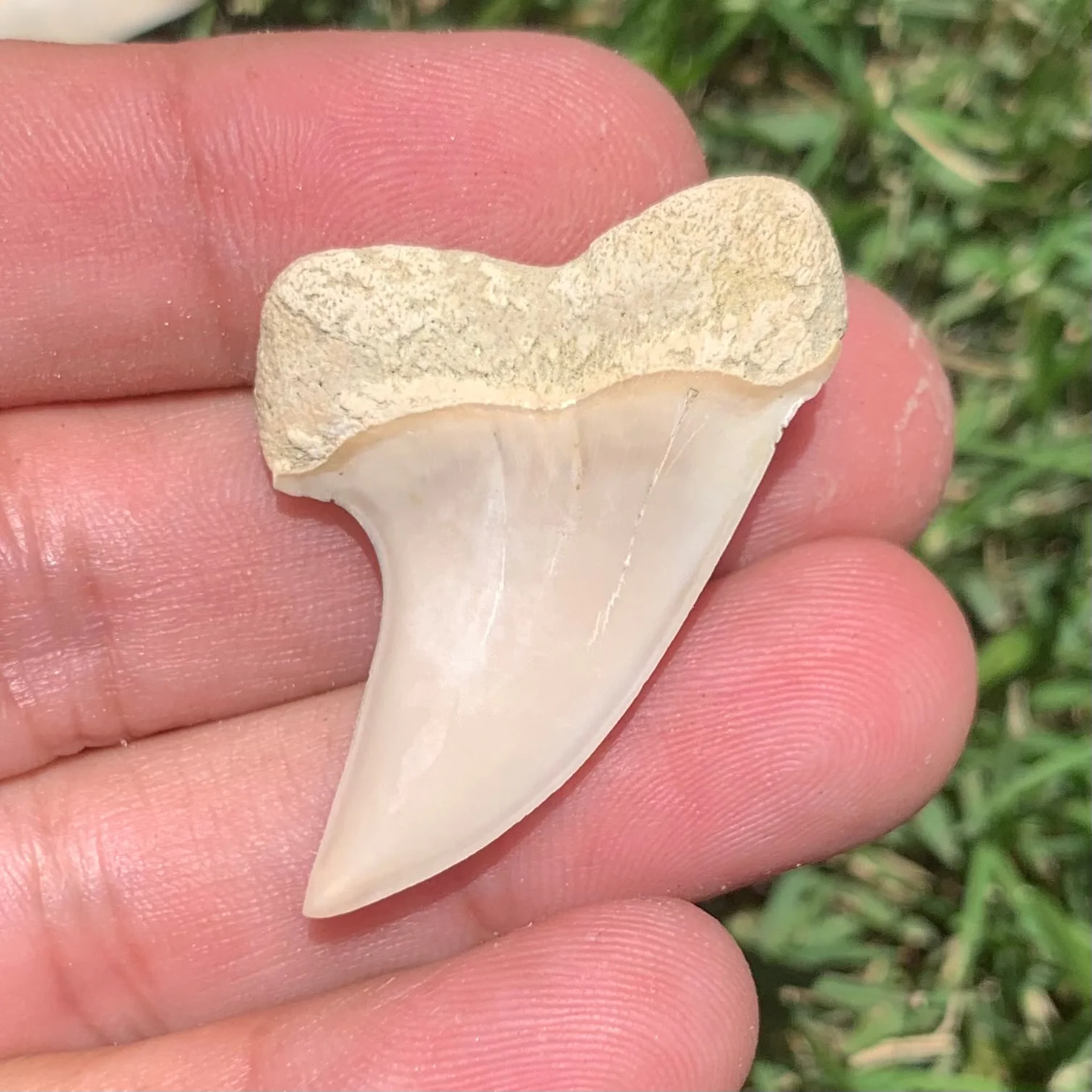 1.64" Carcharodon planus - Bakersfield