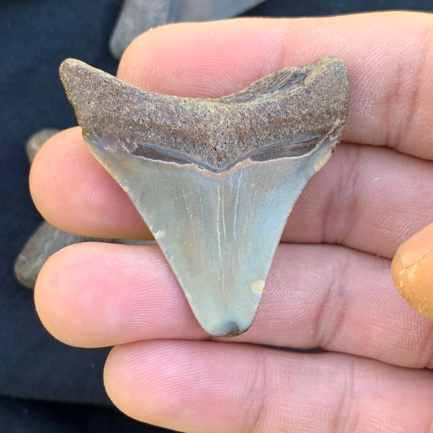 1.86” Otodus Megalodon - Virginia