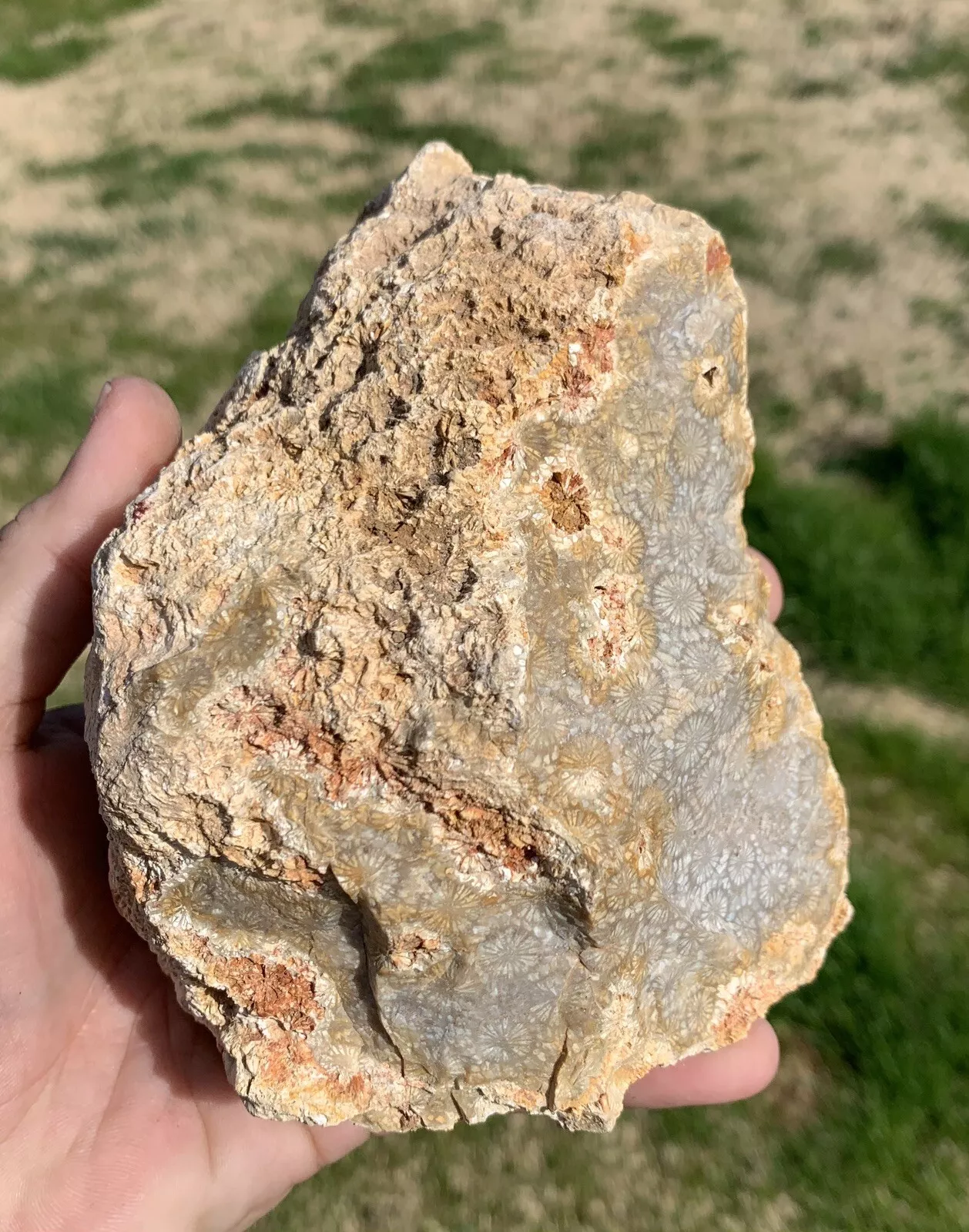Rough Black Fossil Coral from Indonesia, Slab, Slice