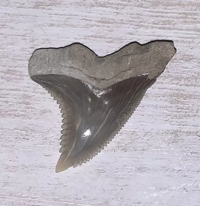 1.19" Hemipristis serra - Lee Creek Mine