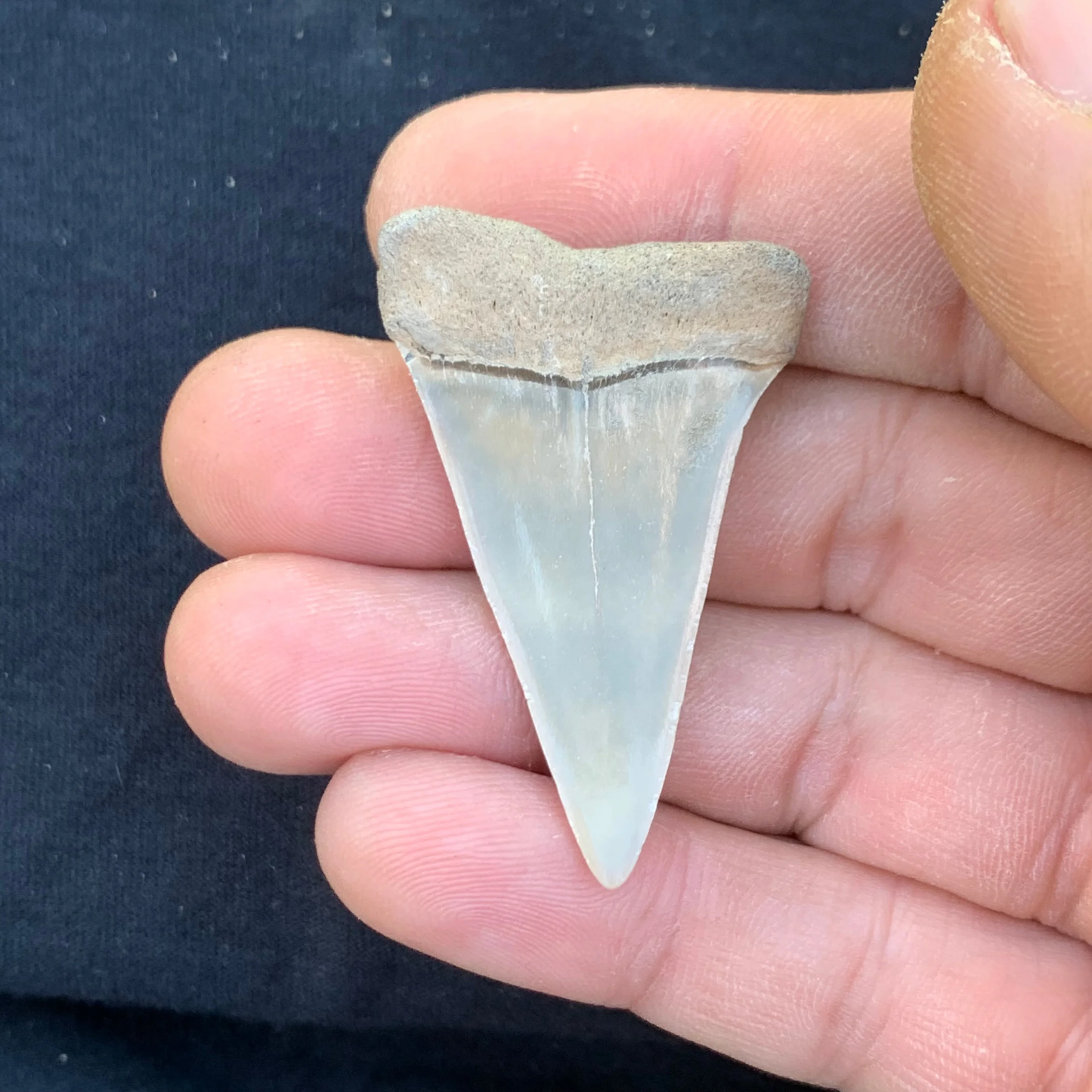 1.82” Carcharodon hastalis - Virginia