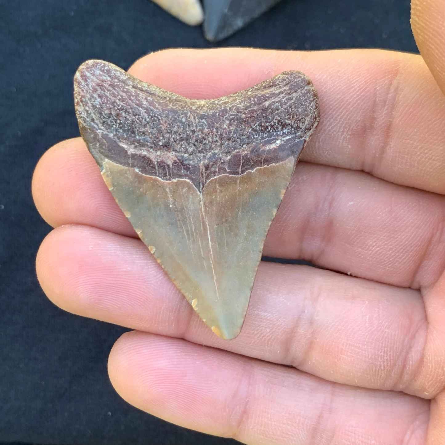 2”. Otodus Megalodon - Virginia