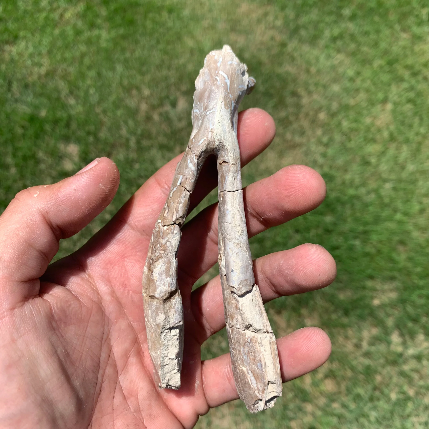 Nice camel jaw, Poebrotherium, Eocene, Chadron Formation Nebraska