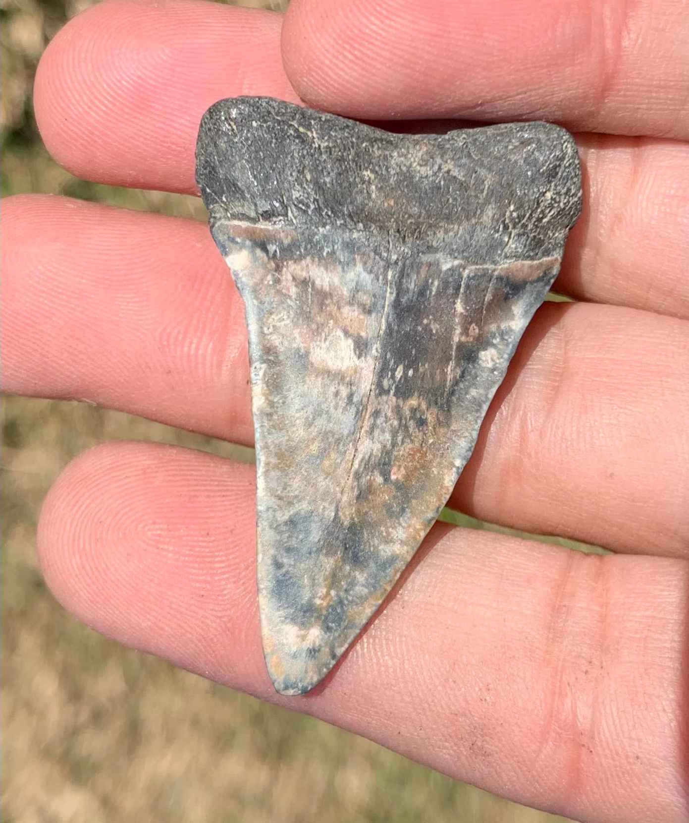 1.88” Carcharodon hastalis - Virginia