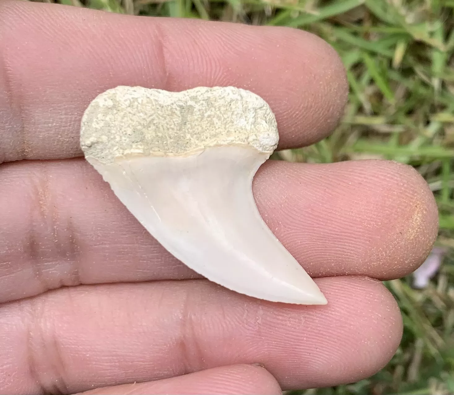 1.46" Carcharodon Planus - Bakersfield California