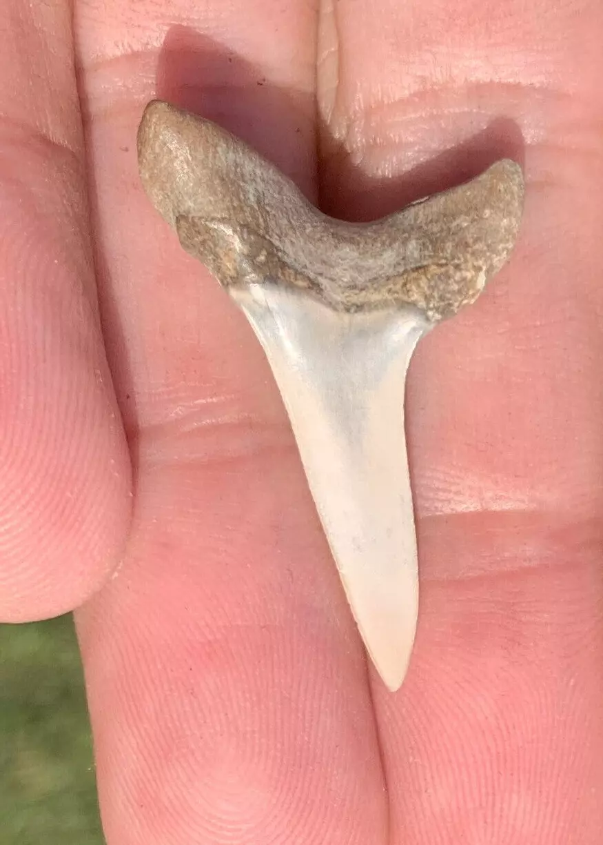 1.32" Isurus desori - Lee Creek Mine