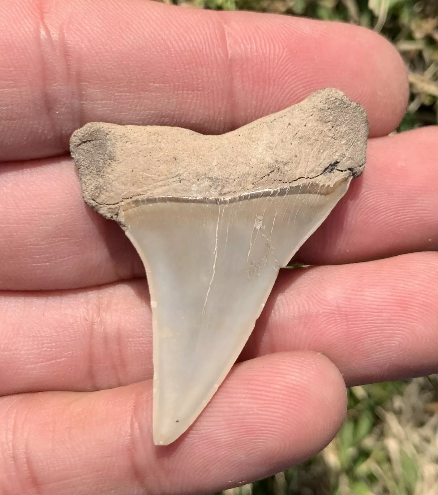 1.85" Carcharodon hastalis - Virginia